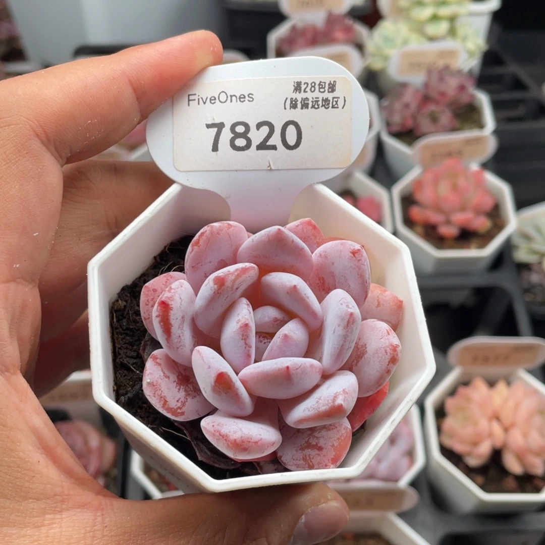 雪梦7820-6.0厘米