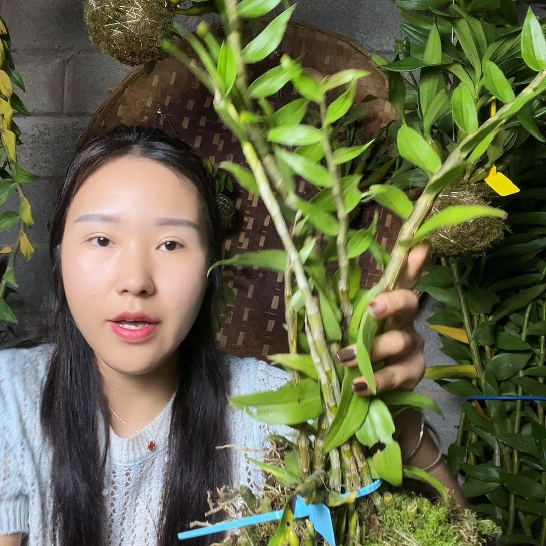 完全开放混合品种