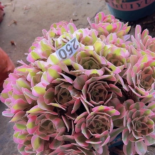 沉***金多肉植物一个女巫