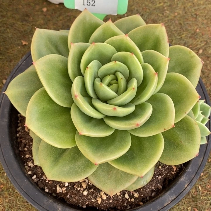 D152- 直播福利 翠鸟