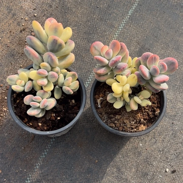 无花朵726号福娘锦两个无砍