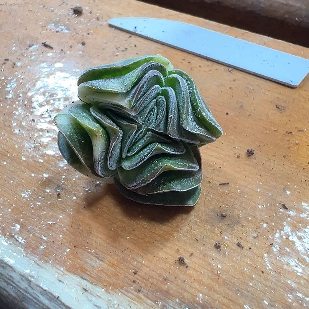 方塔锦无根 一单包邮非偏远