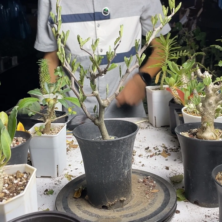 沙漠苏木多肉植物