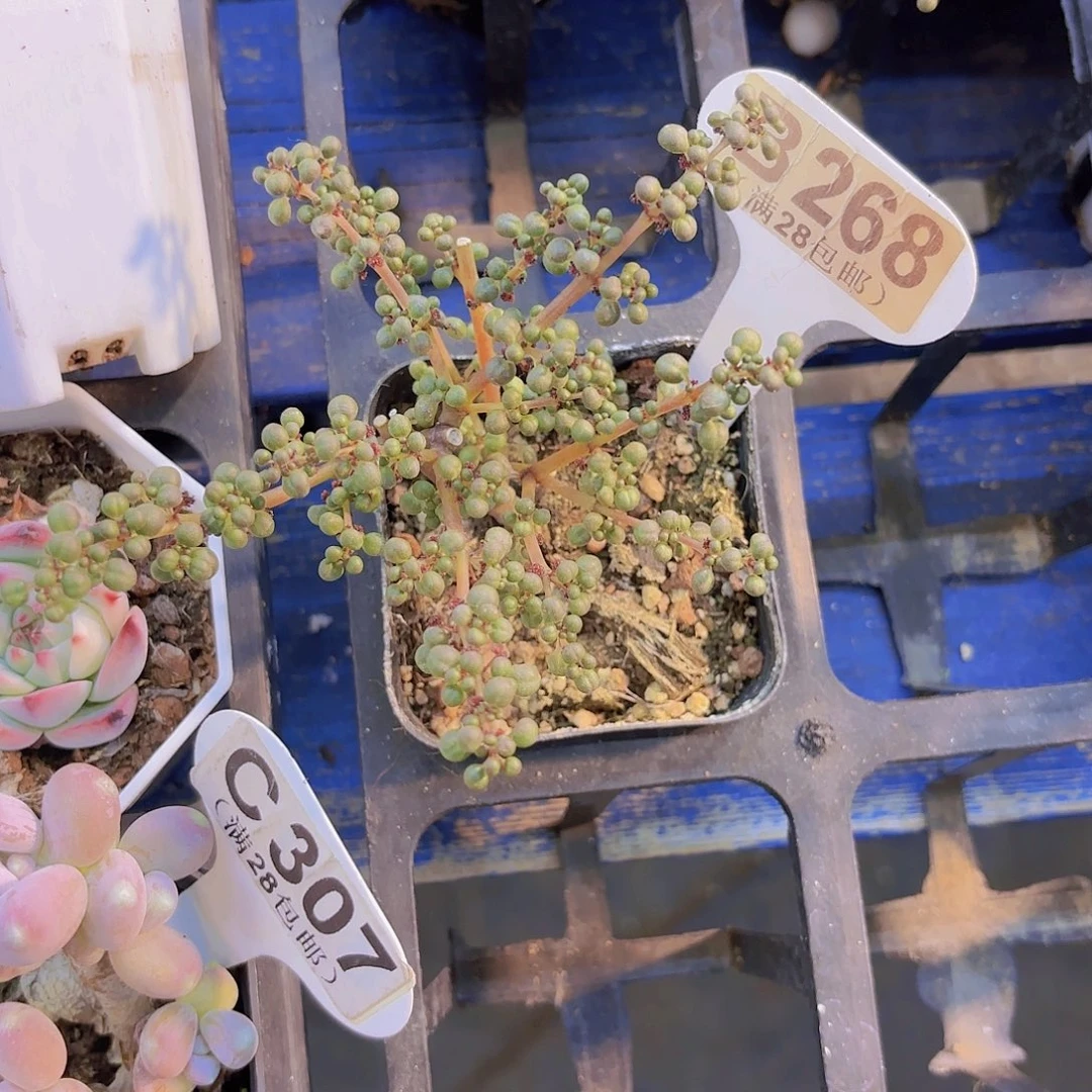 B268露镜一物一拍