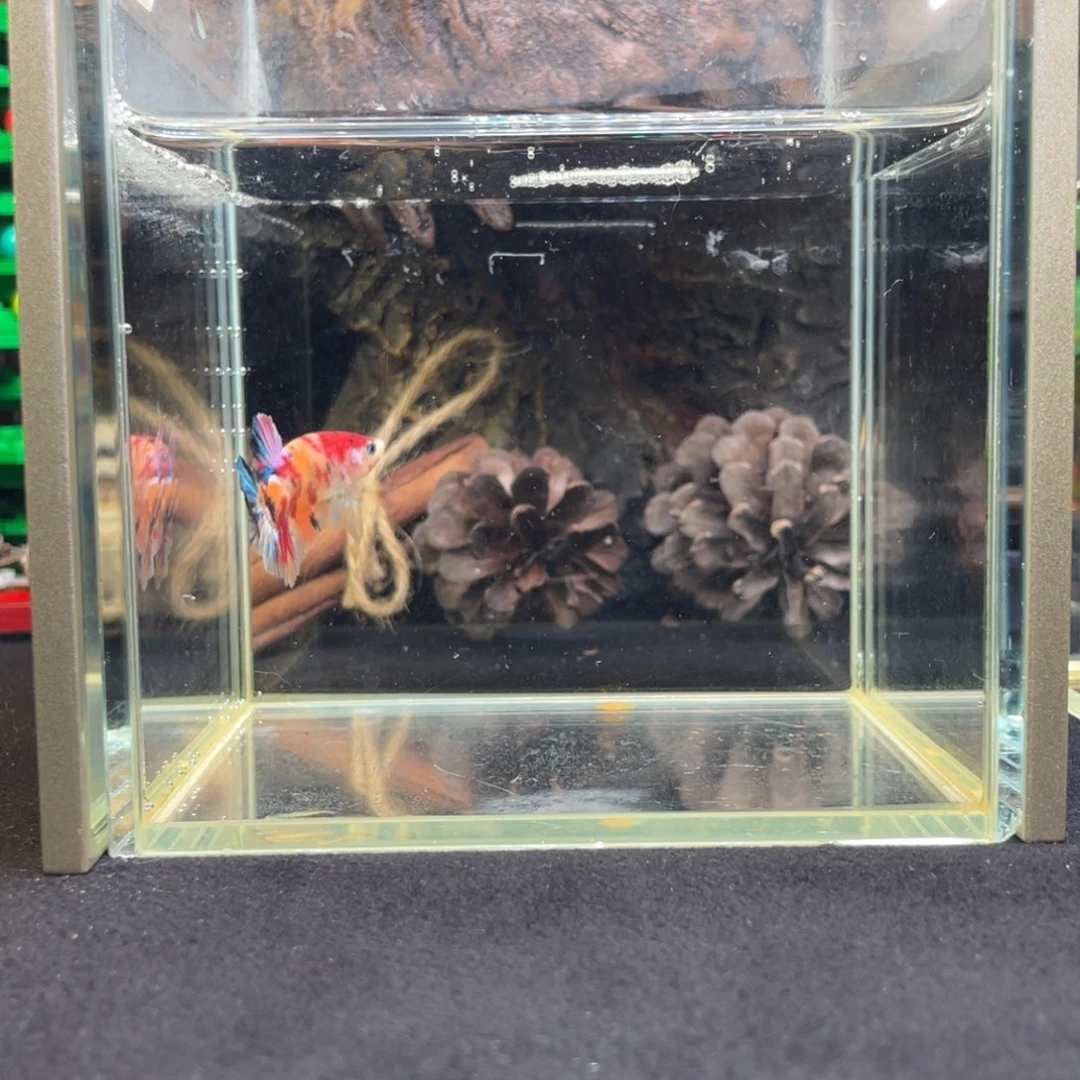 斗鱼十二月二十六日竞价