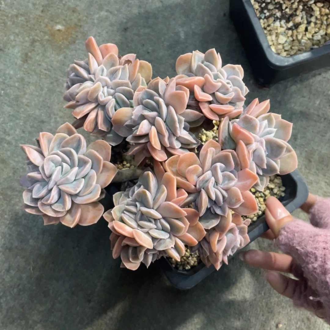 哈里沃森缀冠幅18 公分一物一拍