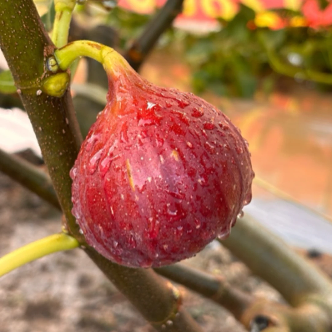 【顺丰空运冷链】四川成都现摘新鲜【紫皮无花果】天然软糯新鲜无花果