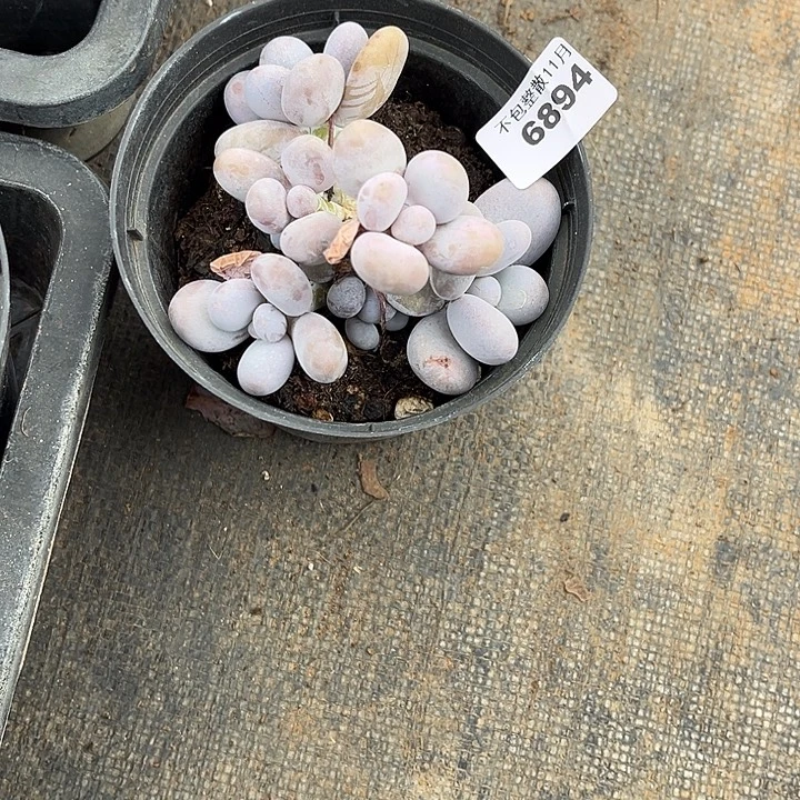 阿雅园艺。       6894奶酪