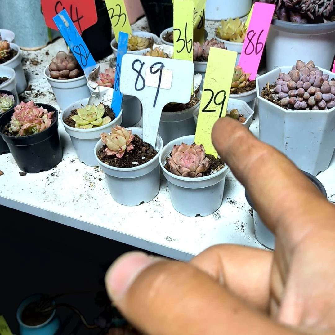 满6元包邮，麦秆十颗老苗小小小巨小