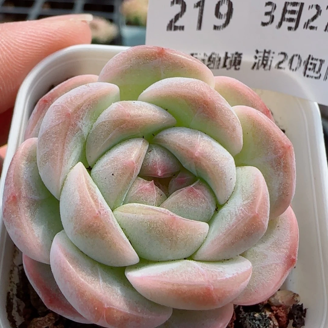花语逸镜0327-219