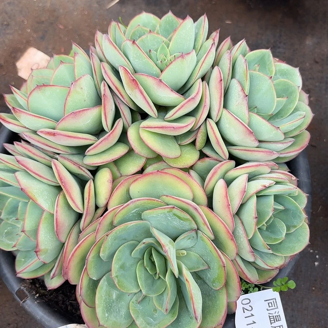 圆**圆同温层多肉20牡丹亭