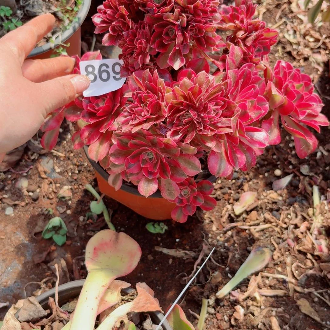 嗯869 号多肉法师特价