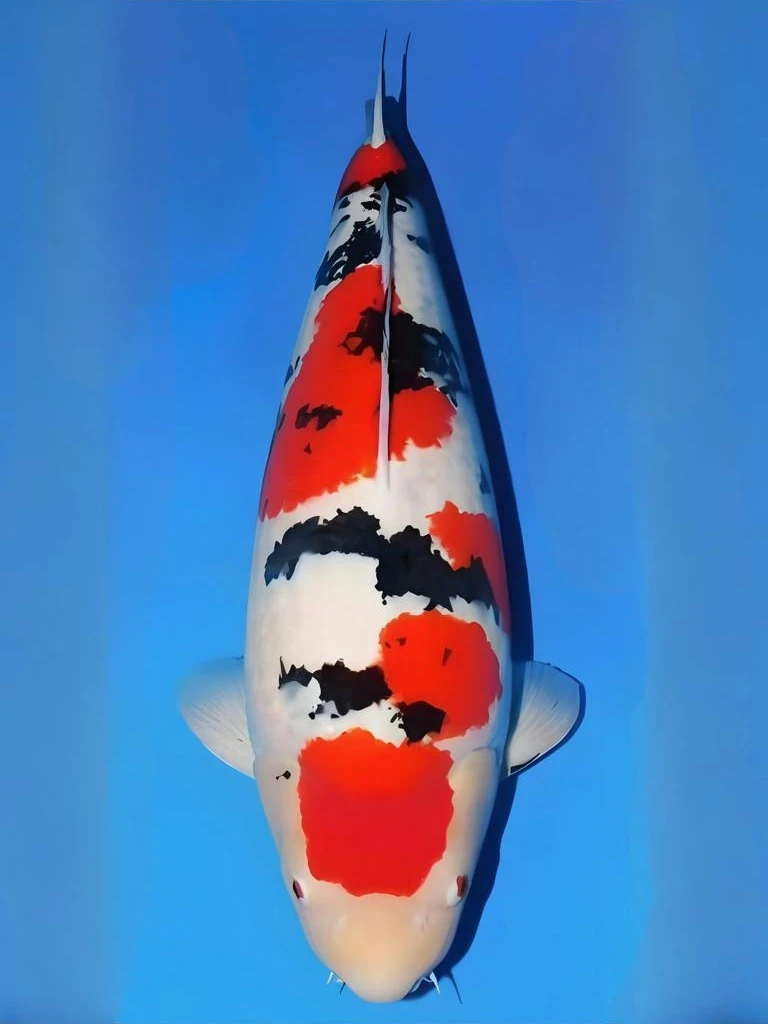 锦鲤夏花留养级现场挑选