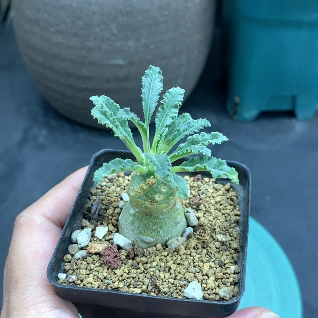椰子流桑多肉植物