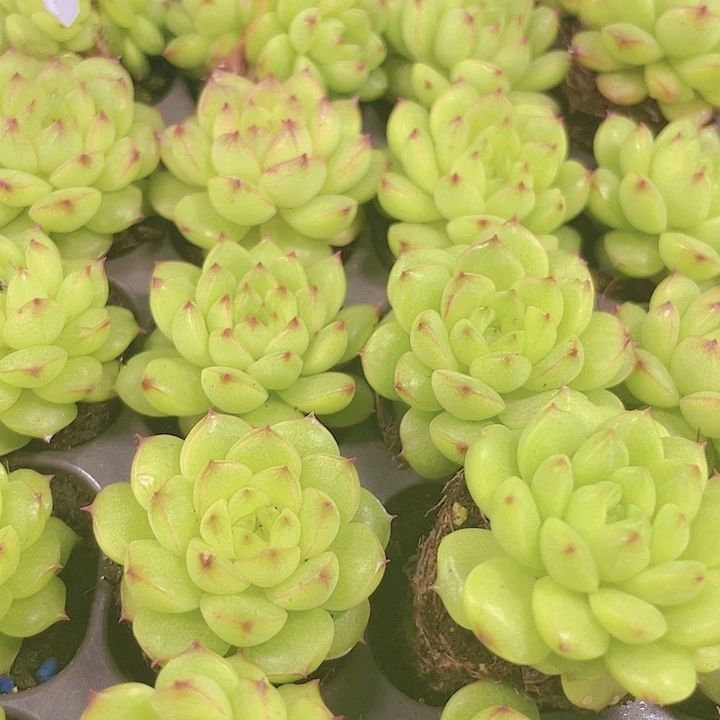 绿体麦杆满10颗包邮