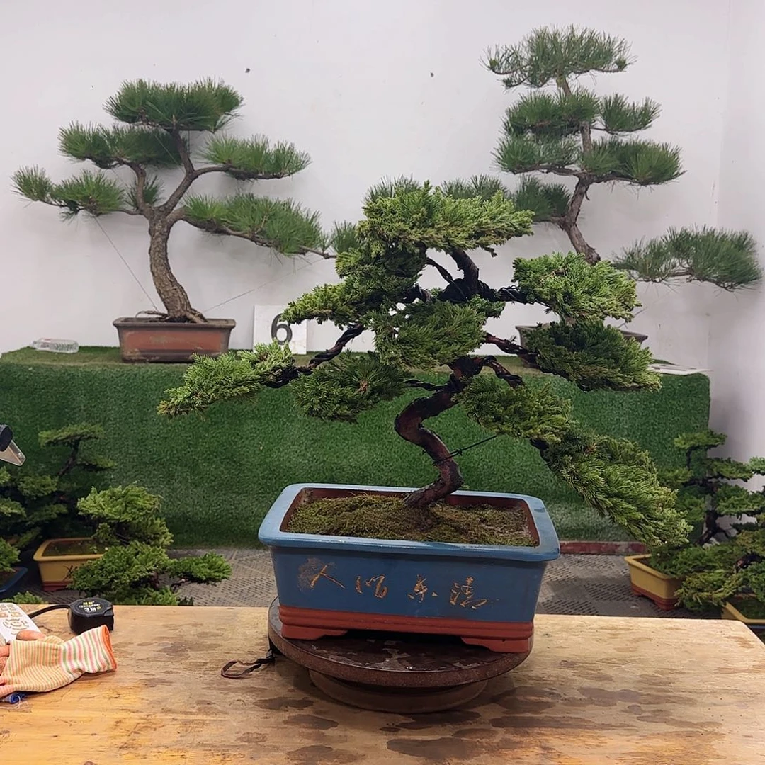 1***1盆景盆景盆景盆景