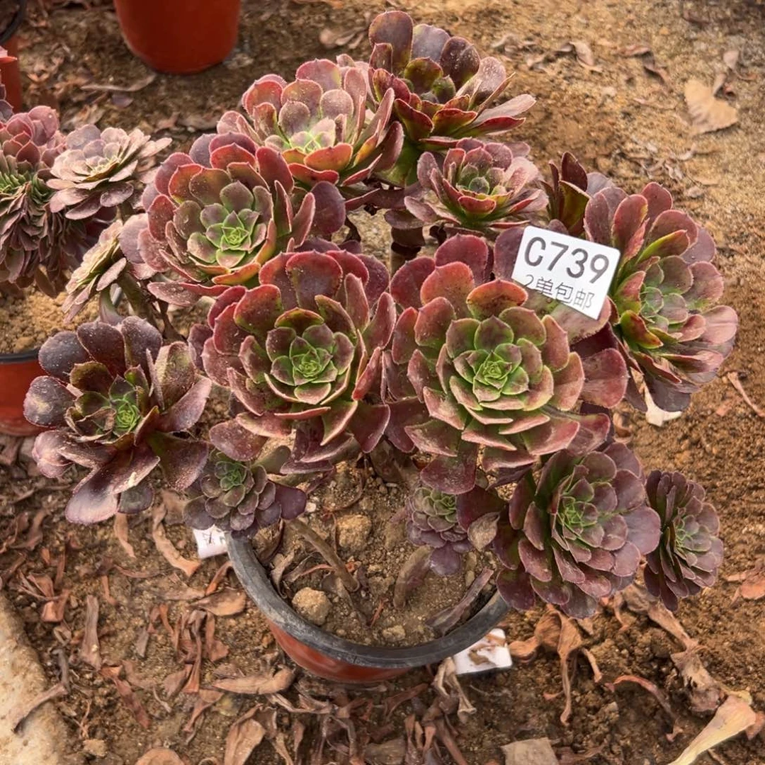 739多肉  萝莉不包断头