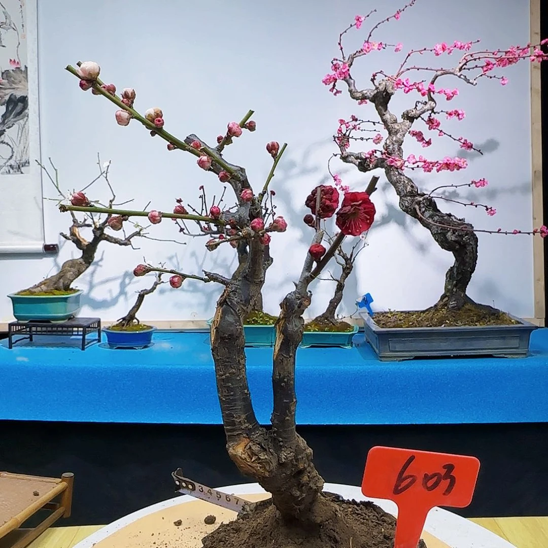 无铅玻璃d g j k k l l