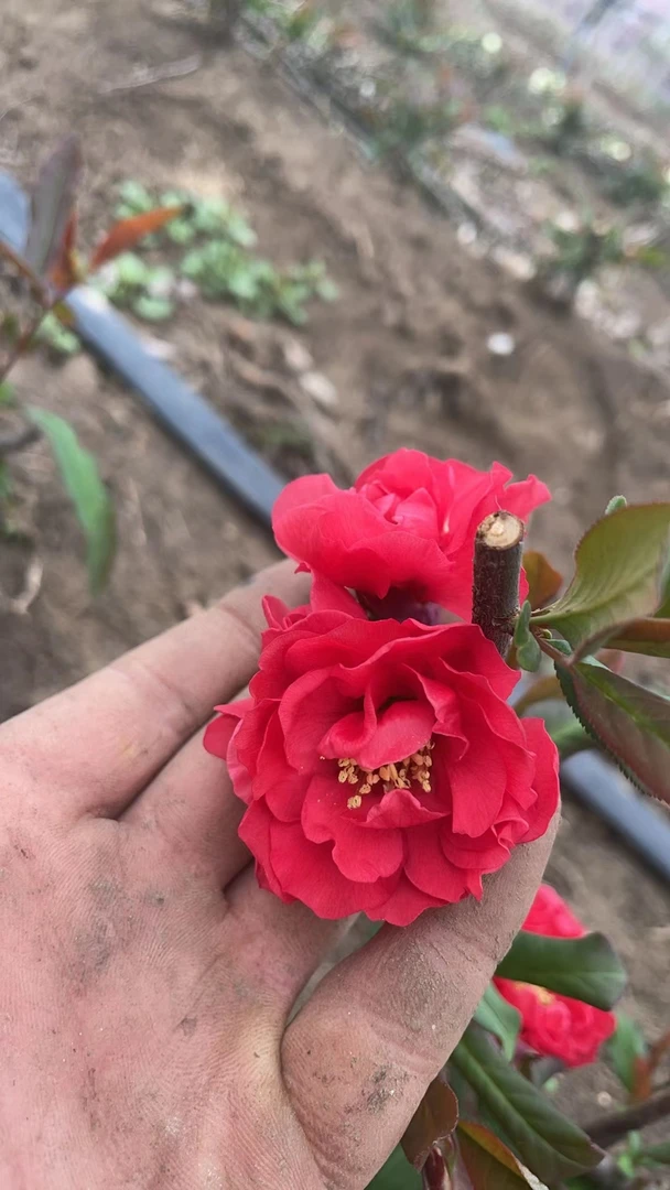 原生海棠随机苗