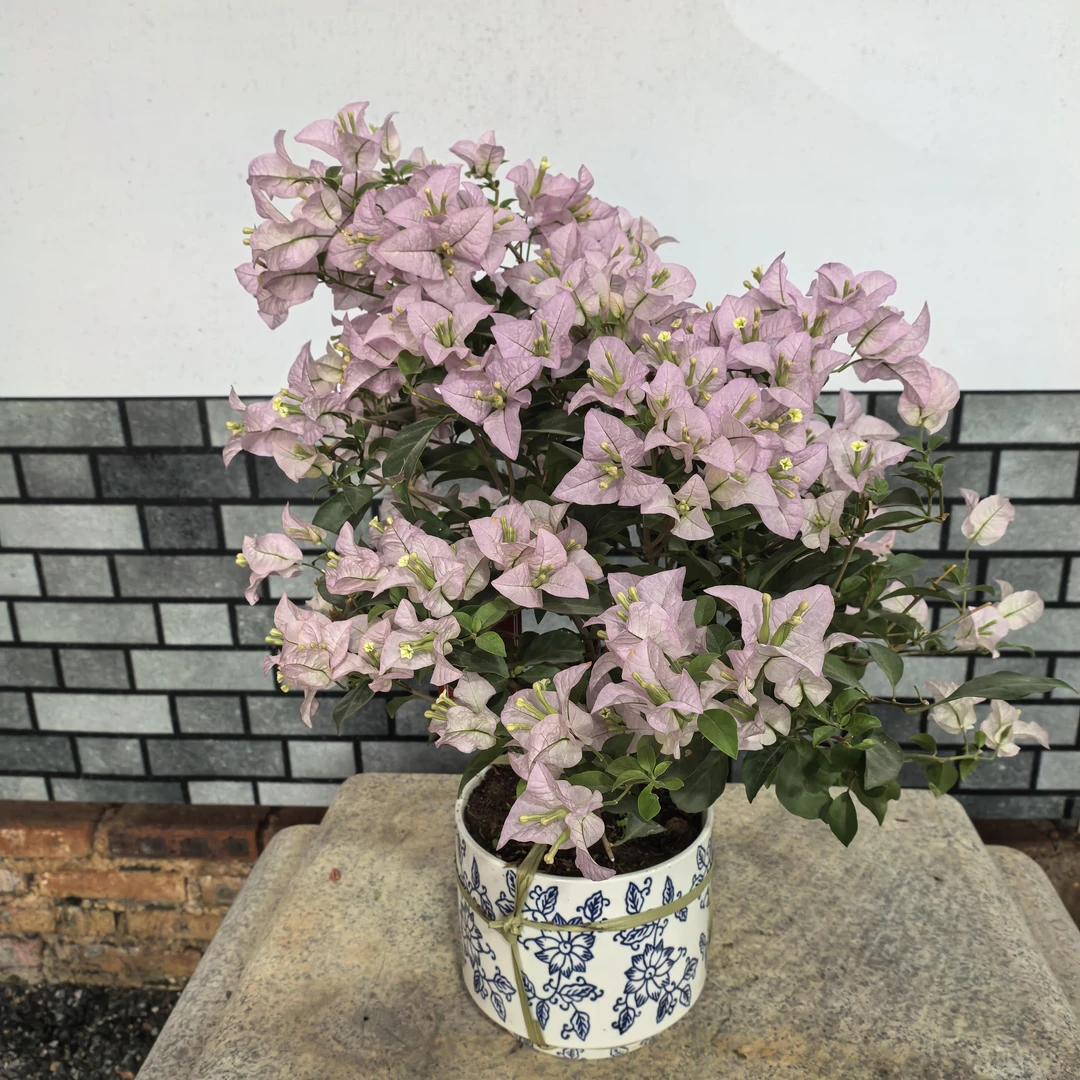 【艺景园娜娜专用】苹果花三角梅造型 盆景 老桩勤花好养