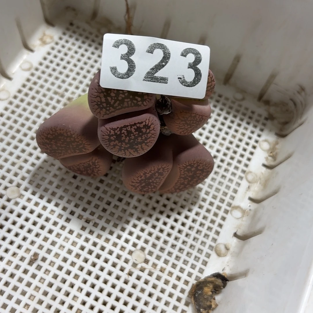 ****瑞生石花一物一拍323