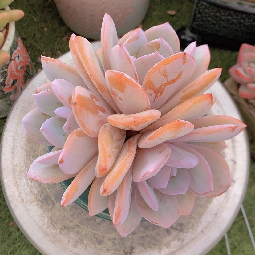 【闪购商品】彩虹奶茶三头