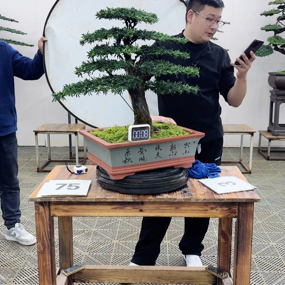 盆景米叶罗汉松盆景