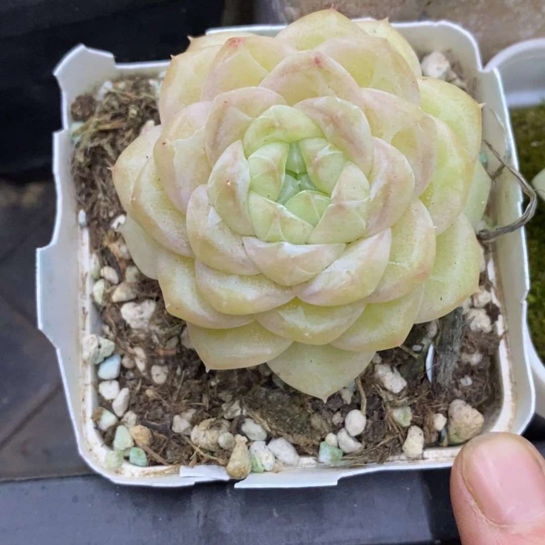 精品多肉一物拍不包整282