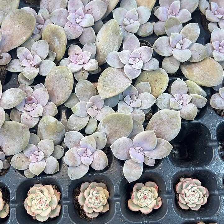 华丽风车 满10颗包邮