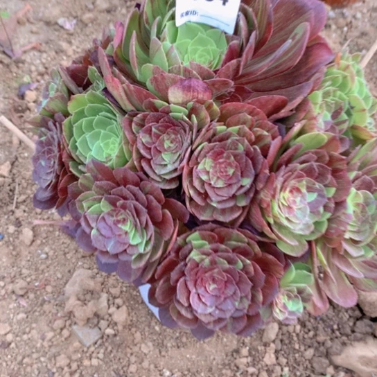 当前无花朵，栽培后可花朵164多肉植物花月夜