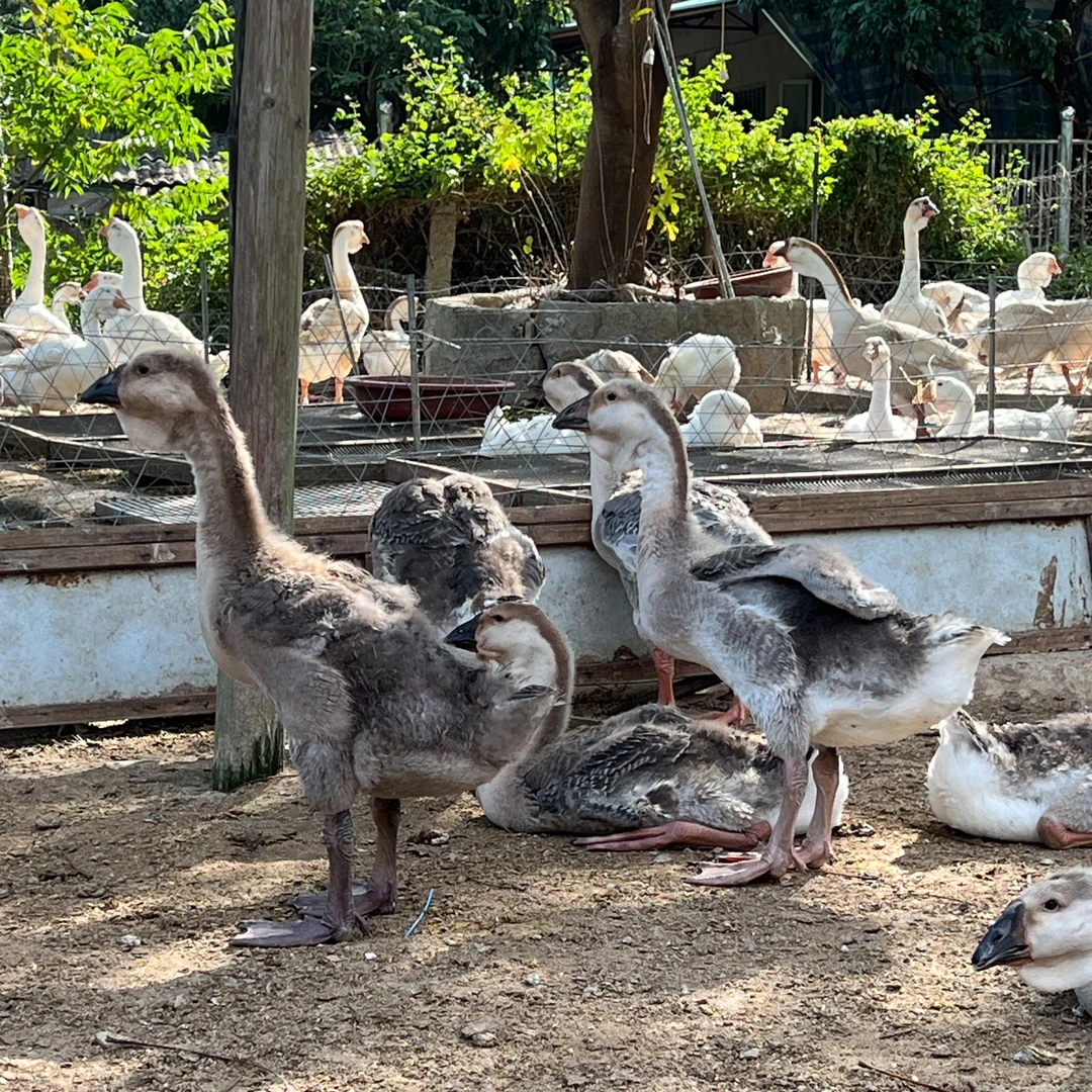 可爱宠物呆萌鸭7斤