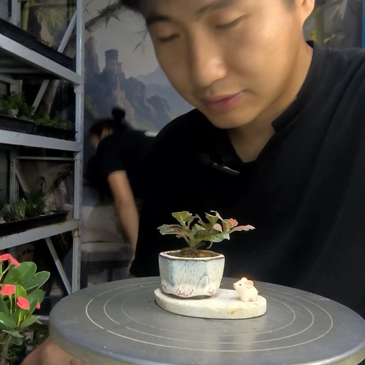 中青园艺一物一拍195