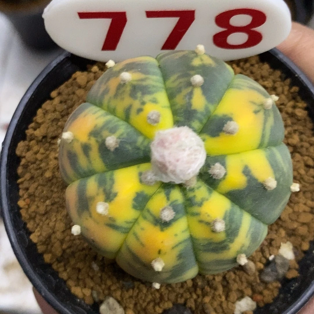 778兜锦福利特价咯