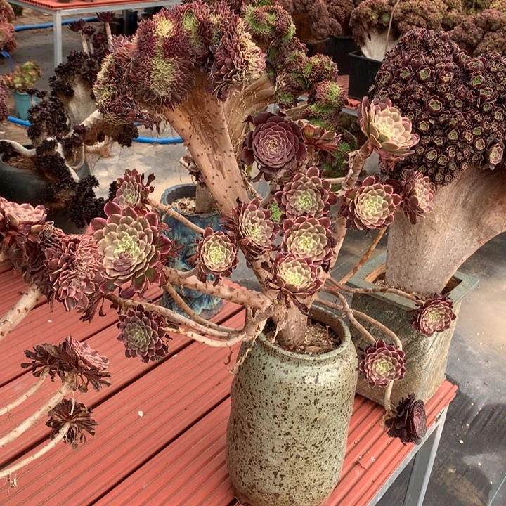 水墨画缀脱土不带盆