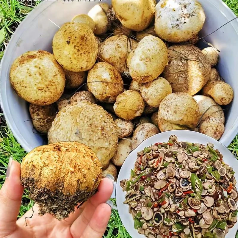 新鲜现捡石头菇圆蛋菇灰包菇马勃菌马屁泡野生菌