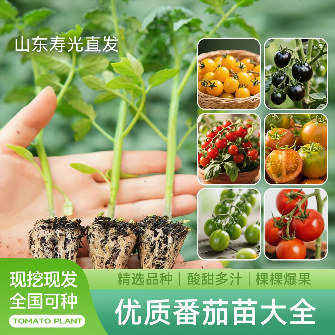 【12颗青甜/千禧/黄圣女/黑珍珠果苗】寿光正宗小番茄苗基地直发