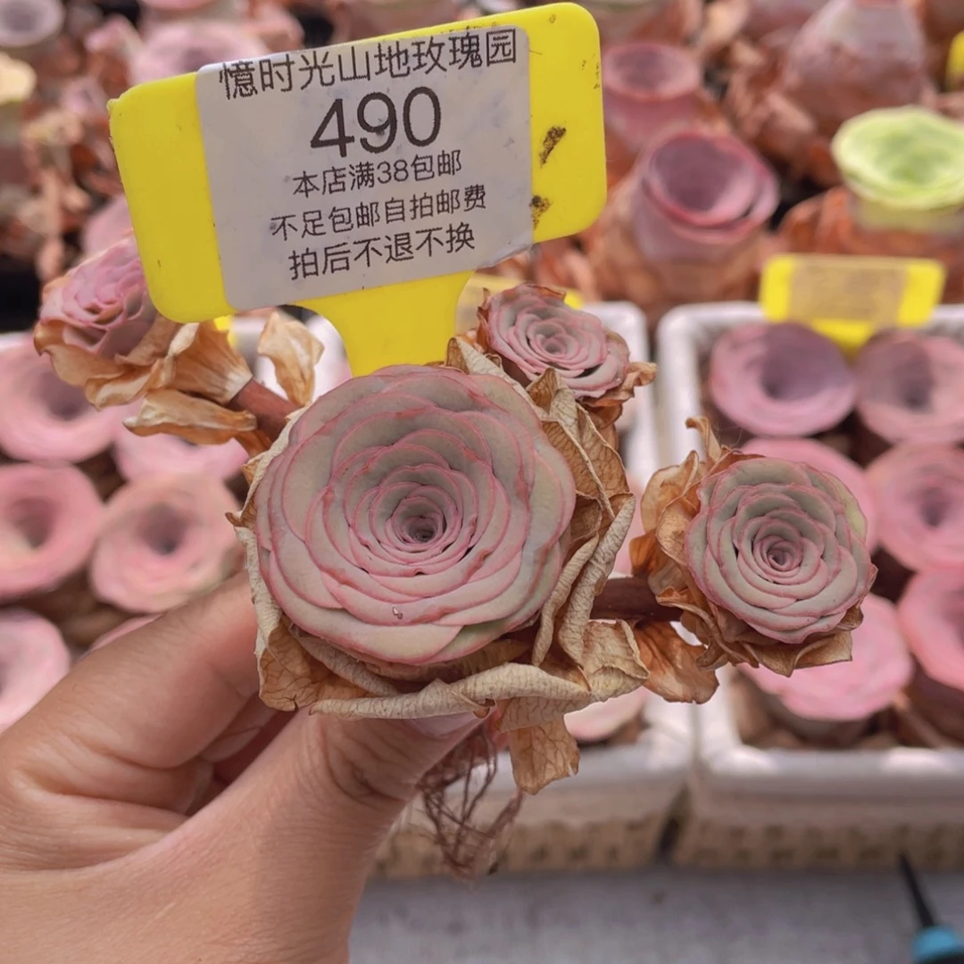 山地玫瑰490满38包邮裸根发货