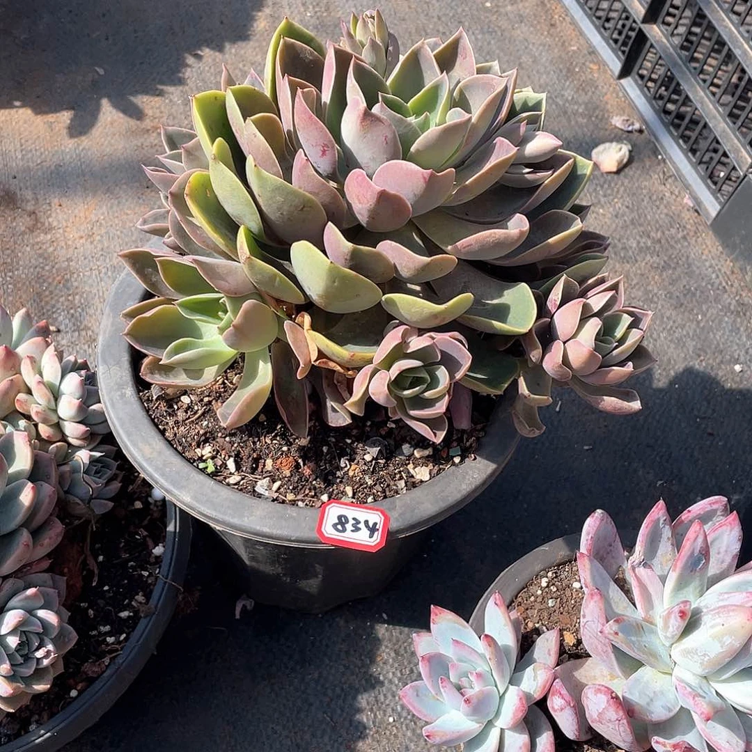 834琼斯 一物一拍多肉