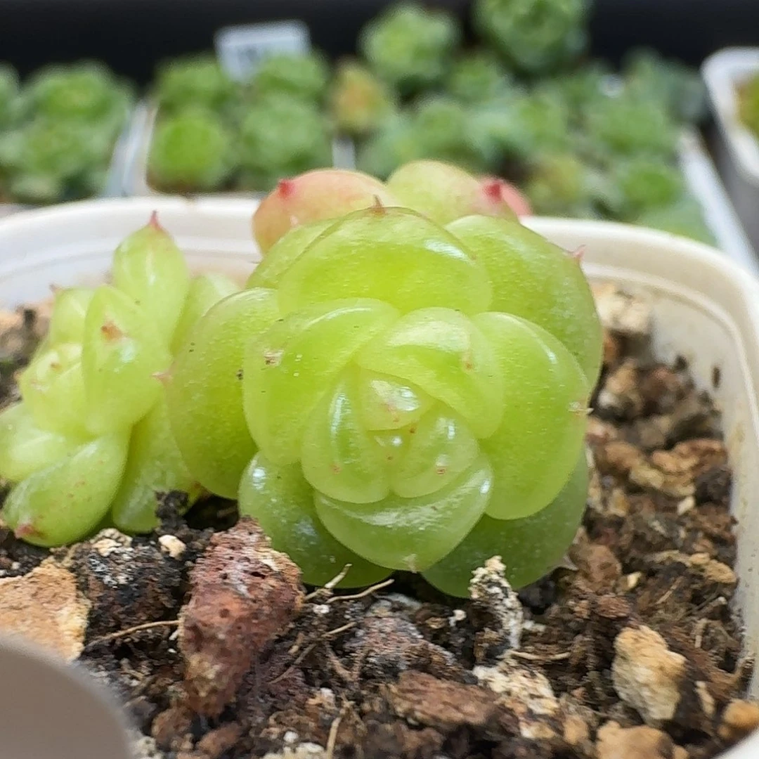 一物一拍一物一拍917-591