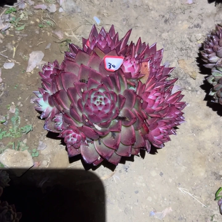 用***6精品多肉植物老桩