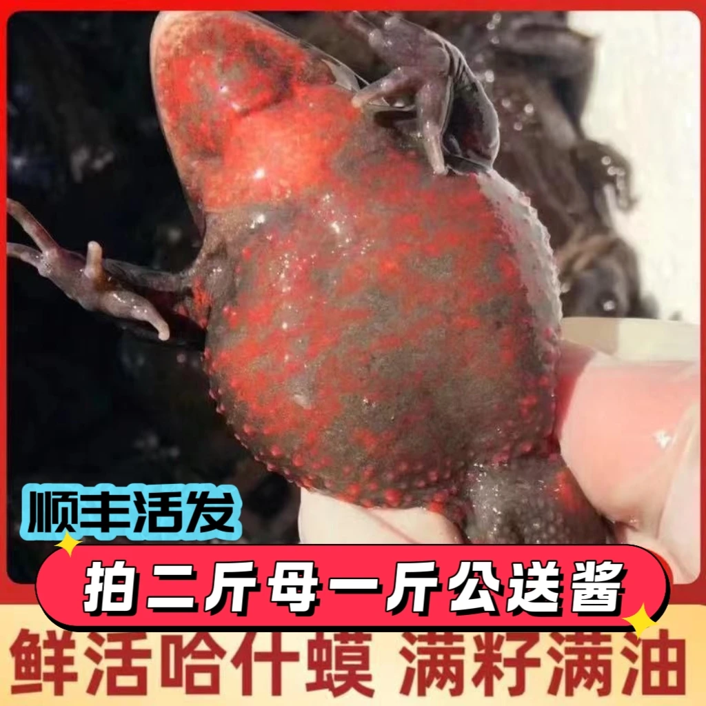 顺丰鲜活（多买优惠）哈士蟆石蛤蟆草蛤蟆红肚林蛙雪蛤满油籽母豹