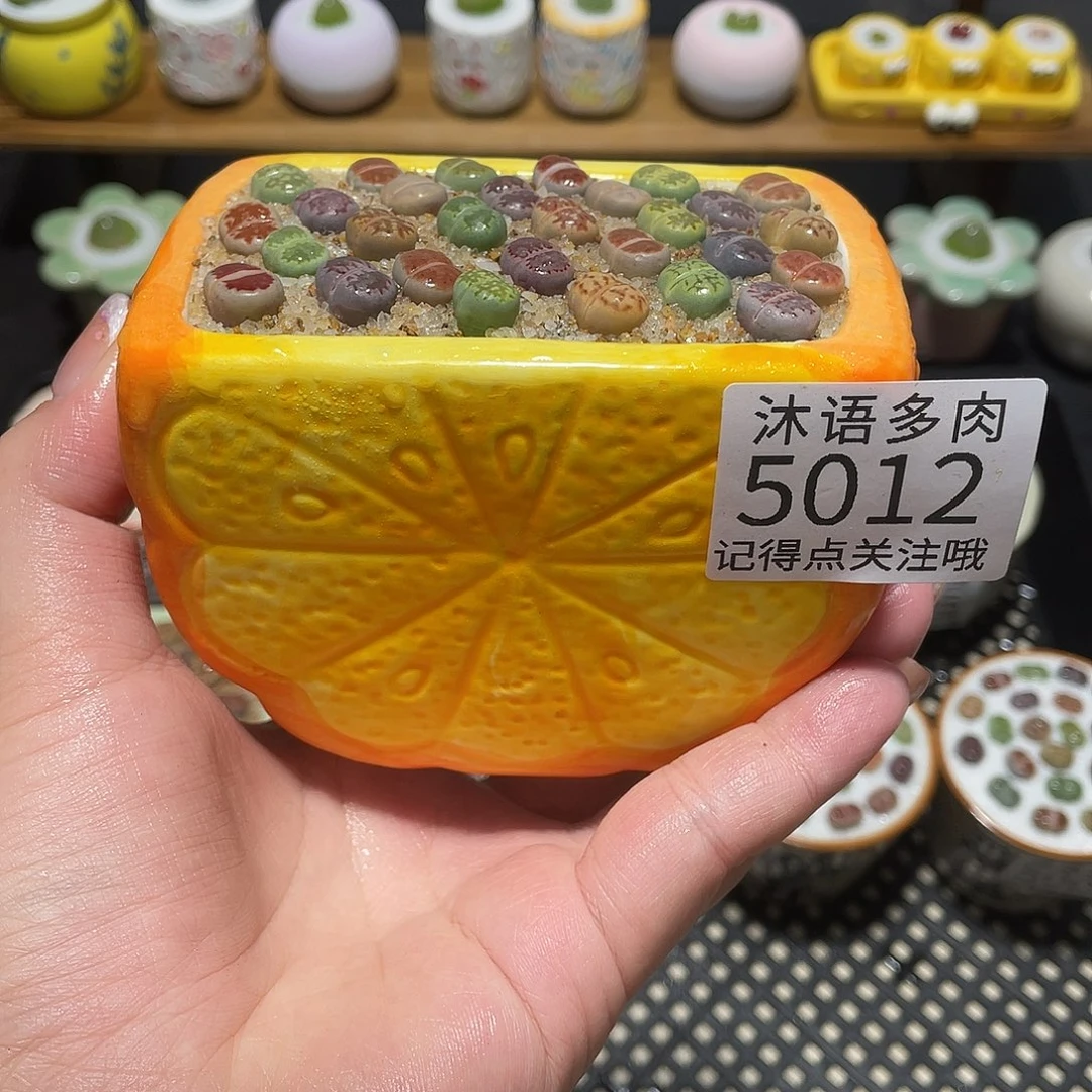 带盆土植物 一物一拍 5012