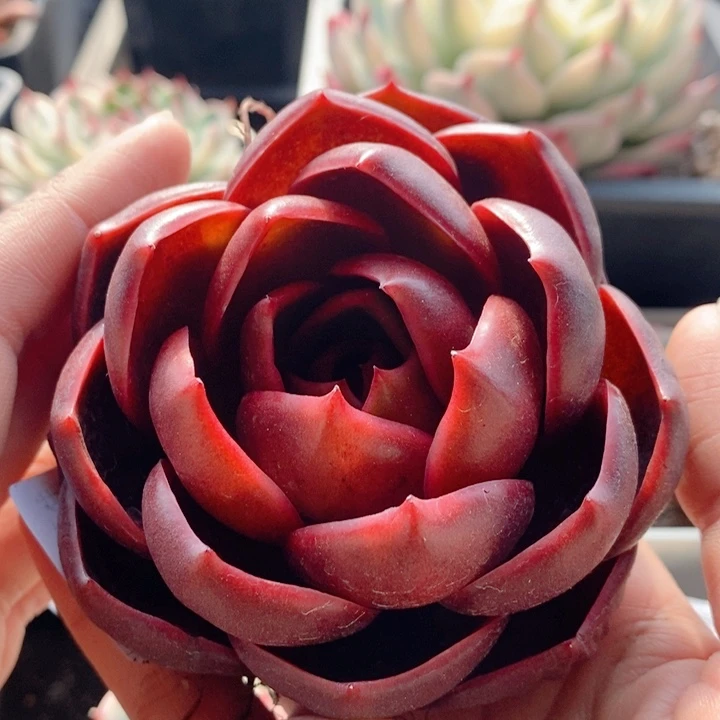 红灯东云多肉植物