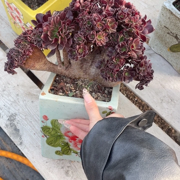 多肉葡萄和坚果类食物中含