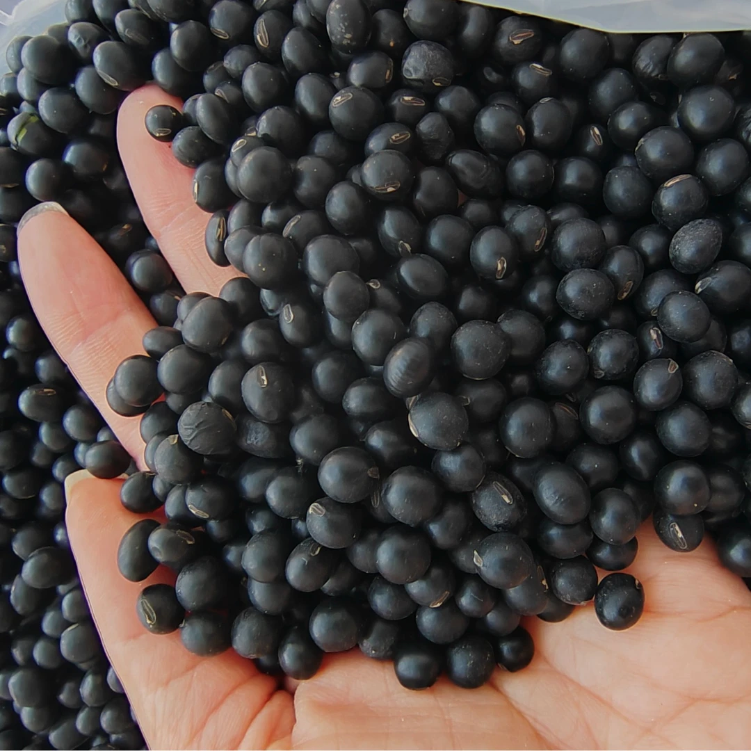 黑豆农家自产500g散装绿心黑豆
