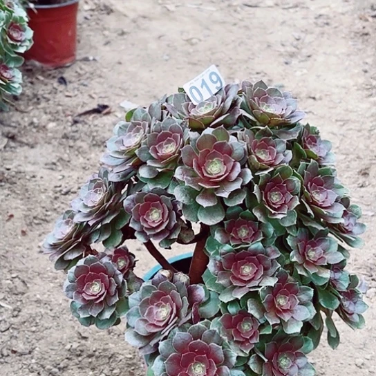 019万圣节老桩掐心爆崽有断枝