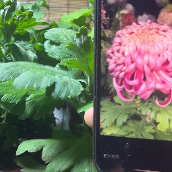 当前无花朵，栽培后可花朵精兴凌姬
