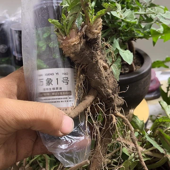 完全开放直播竞拍生根原液加裸根老庄蒲公英不保活