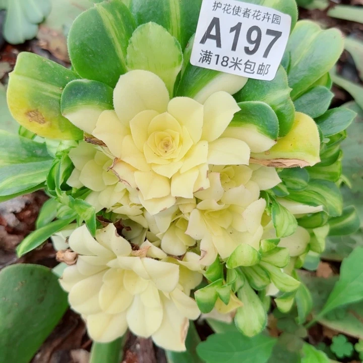 多肉法师斑斓朵朵