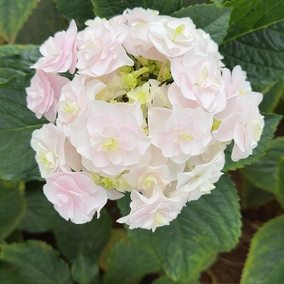 绣球切花一物一拍3枝起包邮，7